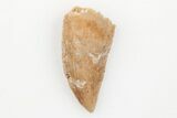 Serrated, Raptor Tooth - Real Dinosaur Tooth #203498-1